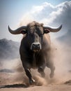 Charging bull ,the enraged bull attacks