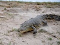 Charging Crocodile on the Chobi River in Namibia