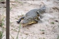 Charging Crocodile on the Chobi River in Namibia