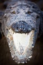 Charging crocodile jaws Royalty Free Stock Photo