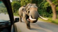 Charging Elephant on Roadside Creates Dramatic Scene for Passing Vehicles in Lush Forest Setting Royalty Free Stock Photo