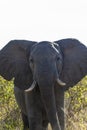 Charging Elephant In Tanzania Royalty Free Stock Photo