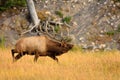 Charging Elk Royalty Free Stock Photo