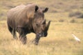 Charging rhino Royalty Free Stock Photo