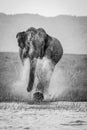 Charging wild elephant