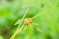 Charidotella sexpunctata on green leaves