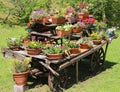 Chariot with pots of flowers in the meadow Royalty Free Stock Photo