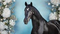 Charismatic black horse picture on blue wall with white flowers background Royalty Free Stock Photo