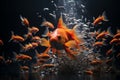 The charismatic goldfish with shark fin mentors a team of followers