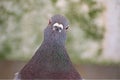Charismatic pigeon picture looking straight to camera. Royalty Free Stock Photo