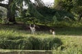 Charlecote deer Park Royalty Free Stock Photo