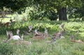 Charlecote deer Park Royalty Free Stock Photo