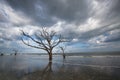 Charleston Boneyard Beach Botany Bay Edisto SC Royalty Free Stock Photo