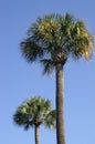 Charleston Palmettos Royalty Free Stock Photo