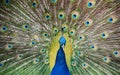 Charleston Peacock Royalty Free Stock Photo