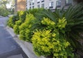 Charleston SC,August 7th:Hotel Garden by sunrise from Charleston in South Carolina