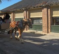 Horse draw carriage tours of Charleston, SC.