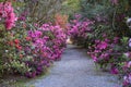 Charleston SC Walkway Through Azaleas Royalty Free Stock Photo