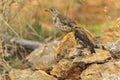 Charlo thrush or Turdus viscivorus - order Passeriformes.