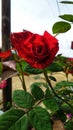 the charm of the beauty of the half blooming red rose in the garden