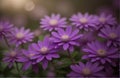 The charm of the beauty of purple flowers