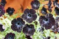 Big black petunia flower on a sunny day on a green background.