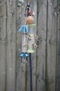 A charm of goldfinches or gold finches on a bird feeder