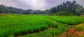 the charm of the green and beautiful expanse of rice fields Royalty Free Stock Photo