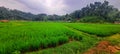 the charm of the green and beautiful expanse of rice fields