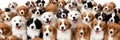Large Group of Puppies on White Background Royalty Free Stock Photo