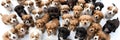 Large Group of Puppies on White Background Royalty Free Stock Photo