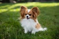 Charm in miniature fluffy toy papillon dog captures hearts