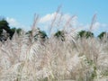 The charm of reed. Royalty Free Stock Photo