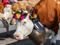 CHARMEY, SWITZERLAND - SEPTEMBER 29, 2018: cows decorated with flowers and big bells walking on the street of Charmey at annual De