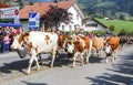 CHARMEY, SWITZERLAND - SEPTEMBER 29, 2018: cows decorated with flowers walking on the street of Charmey at annual Desalpe festival