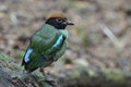 Charmful green bird with black face and brown head bird standing on wet mossy timber