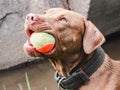 Charming, adorable puppy of chocolate color. Close-up Royalty Free Stock Photo