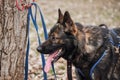 Charming adult male shepherd dog close up portrait. Service German Shepherd of zonal gray color in protection classes in harness