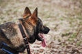 Charming adult male shepherd dog close up portrait. Service German Shepherd of zonal gray color in protection classes in harness