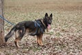 Charming adult male shepherd dog close up portrait. Service German Shepherd of zonal gray color in protection classes in harness