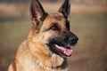 Charming adult thoroughbred dog with protruding ears and pink tongue sits and smiles. Portrait of German shepherd black and red Royalty Free Stock Photo