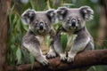 A pair of adorable koalas cuddling in a eucalyptus tree.