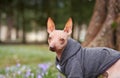 A charming American Hairless Terrier in a cozy hoodie looks back with perky ears