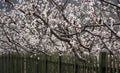 Charming apricot blossoms bloom in the suburbs in March