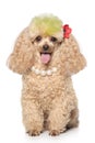 Charming apricot poodle with beads