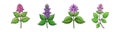 Charming Catnip Flower Realistic Artwork