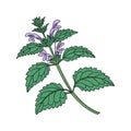 Charming Catnip Flower Realistic Artwork