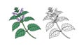 Charming Catnip Flower Realistic Artwork