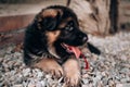 Charming baby German shepherd dog lying, posing and smiling. German shepherd kennel. Portrait of a black and red shepherd puppy Royalty Free Stock Photo