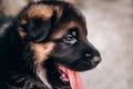 Charming baby German shepherd dog lying, posing and smiling. German shepherd kennel. Portrait of a black and red shepherd puppy Royalty Free Stock Photo